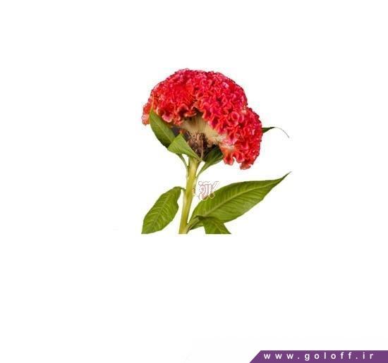سفارش اینترنتی گل تاج خروس جویسی - Amaranth Flower | گل آف